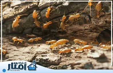 شركة مكافحة النمل الابيض بالرياض
