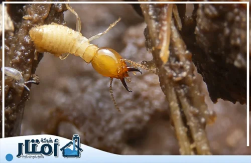 مكافحة النمل الابيض في المنزل بالرياض