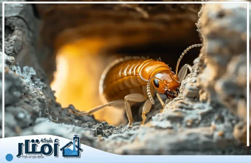 علاج انتشار النمل الابيض في الرياض