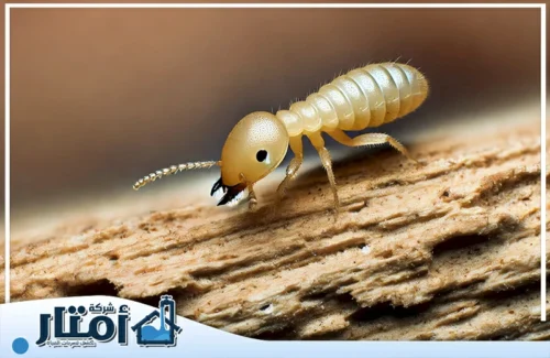 مكافحة النمل بالرياض