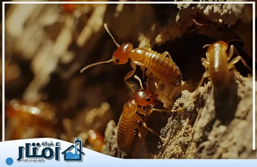 مكافحة النمل الاسود بالرياض