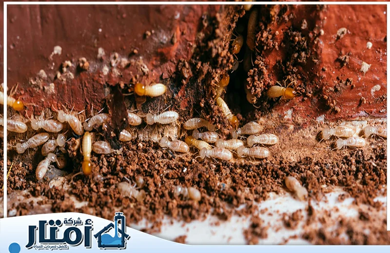 شركة مكافحة النمل الأبيض بجدة