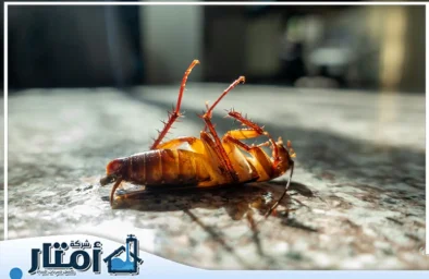 شركة مكافحة الصراصير بجدة
