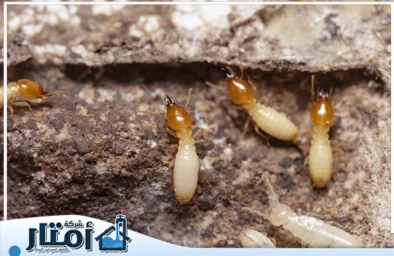 شركة مكافحة النمل الابيض بالدمام