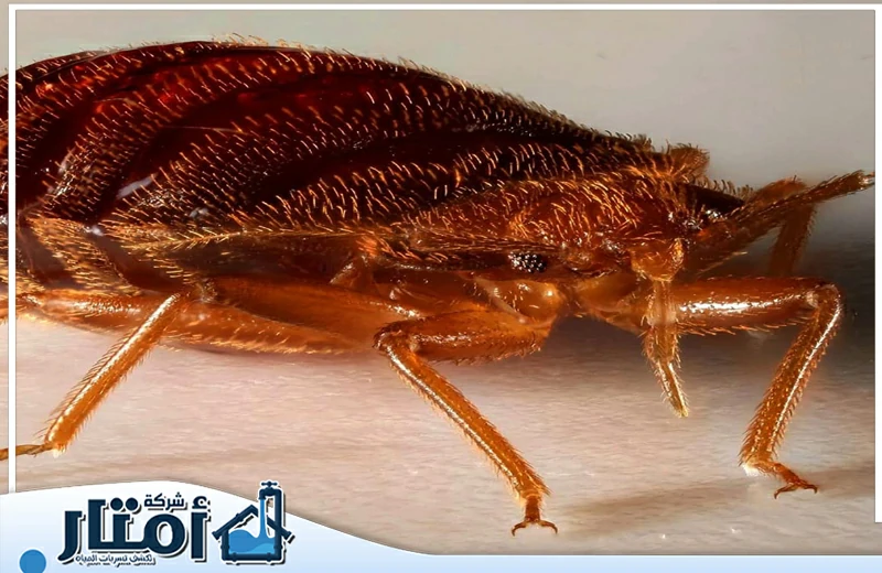 شركة مكافحة بق الفراش بالمدينة المنورة