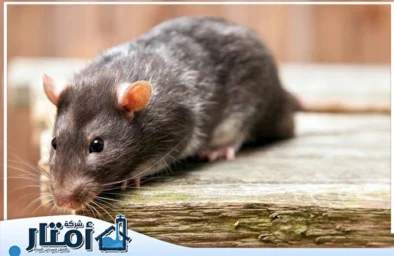 شركة مكافحة الفئران بجدة